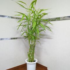 ドラセナの中古が安い！激安で譲ります・無料であげます｜ジモティー