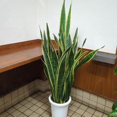 空気洗浄効果あり✨サンスベリア　高さ130センチの大型観葉植物
