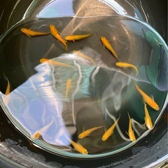メダカ　楊貴妃10匹