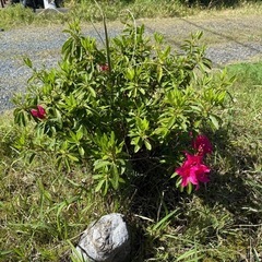 ツツジなどの庭の植木を譲りたい