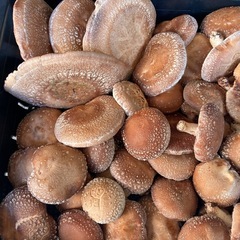 原木椎茸　生椎茸　お一人様　1.５キロ