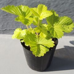 🍓🌱ワイルドストロベリーの小さい苗🌱🍓ゴールデンアレキサンドリア...