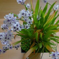 鉢植えの花、バビアナ