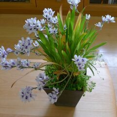 鉢植えの花、バビアナの画像