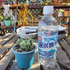 多肉植物緑牡丹の画像