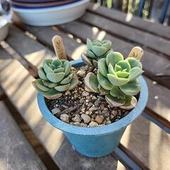 多肉植物緑牡丹の画像