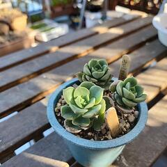 多肉植物緑牡丹の画像