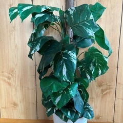 観葉植物