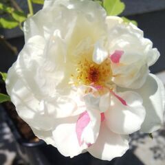 ✨🌹💖フォーチュンズ・ファイブカラー・ローズ(スミズ・パリシュ) 💖🌹✨オールドローズ ・ガーデニング・園芸・バラ・薔薇・ばら・バラ苗・ばら苗・苗・花・植物の画像