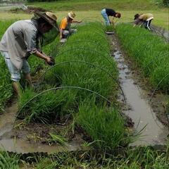 田植え稲刈り体験。ご興味のある方、お気軽に参加頂けます − 茨城県