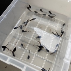 アズマヒキガエル オタマジャクシ 20匹以上