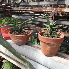 多肉植物