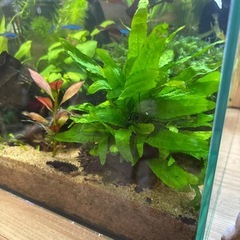 アクアリウム　　ミクロソリウム　０円の画像