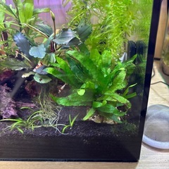 アクアリウム　　ミクロソリウム　０円の画像