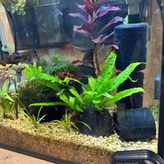 アクアリウム　　ミクロソリウム　０円の画像