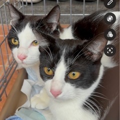 可愛い保護猫たちの家族募集中！お問合せ多数でも対応します！ - 里親募集