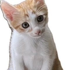 可愛い保護猫たちの家族募集中！お問合せ多数でも対応します！ - 猫