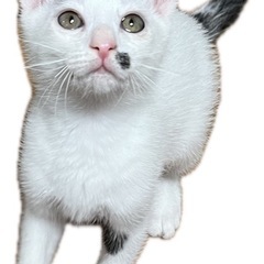 可愛い保護猫たちの家族募集中！お問合せ多数でも対応します！ − 神奈川県