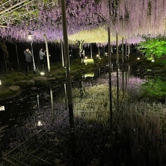 津島市の 天王川 藤まつり 行きませんか？