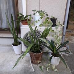 【無料】観葉植物