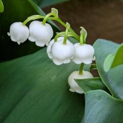 鈴蘭の花の苗、無料で差し上げます‼️の画像