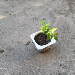 無償/栴檀苗5㎝/北区から