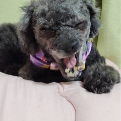トイプードル9歳一旦停止 - 犬