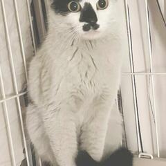 保護したばかりのお母さん猫