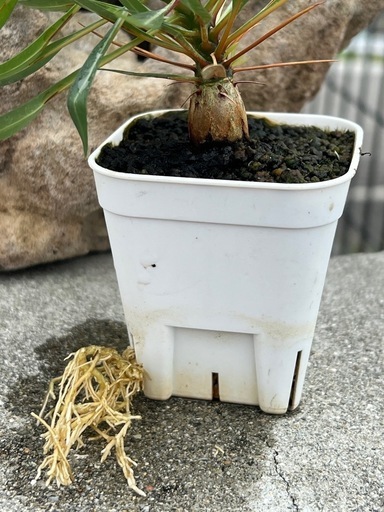 塊根植物　フォークイエリア　プルプシー　
