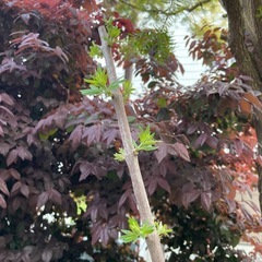 セイヨウニンジンボク　落葉低木の画像