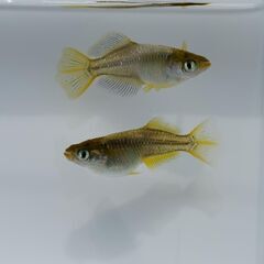 【メダカ】黄金スーパーヒカリ 1ペア