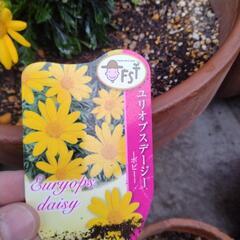 お花を代わりに育ててくださいの画像