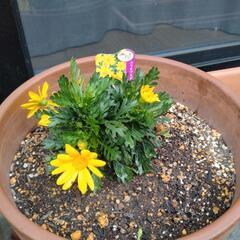 お花を代わりに育ててくださいの画像