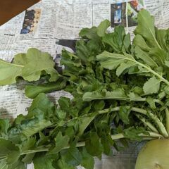 取引中.大根の葉4/23収穫の画像