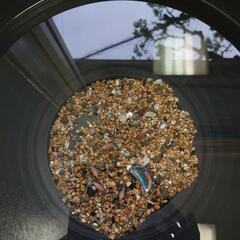 🐟【✨1セット限定・4/30(水)まで✨】ローズテールオランダ金...