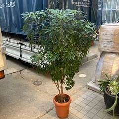 カラテアカスター 8寸