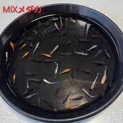 改良メダカ】🐠MIXメダカ🐠稚魚～成魚60匹以上🐠現物投稿