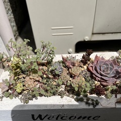 多肉植物