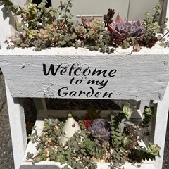 多肉植物の画像