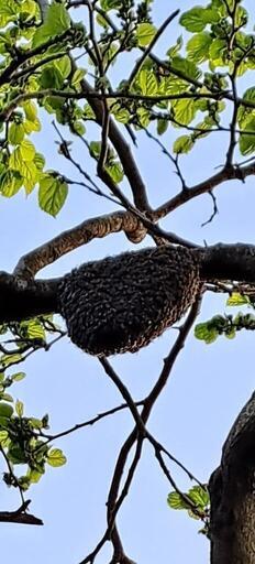 日本ミツバチ 分蜂群