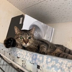 おっとりマイペースアティ - 猫