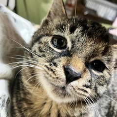 守ってあげてほしい『メーテル』