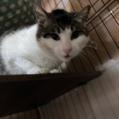 あまえん坊の龍太🐉 - 猫