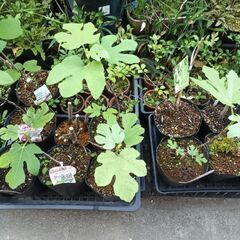 果樹苗色々販売中
