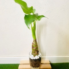 シマクワズイモ　観葉植物　ハイドロカルチャー