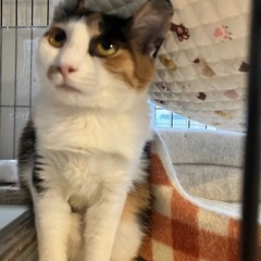 とっても美人な三毛猫イナンクル − 東京都