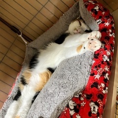 とっても美人な三毛猫イナンクル - 猫