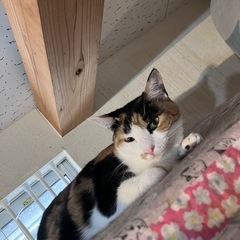 とっても美人な三毛猫イナンクル