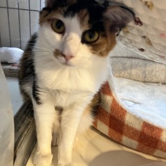 とっても美人な三毛猫イナンクル - 里親募集