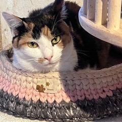 とっても美人な三毛猫イナンクル - 青梅市